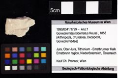 Foto (Objket + Etiketten) von Cracensigillatus acutirostris (Moericke, 1889) 